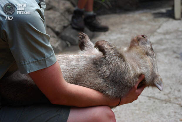 Вомбаты - «мини-медведи» Австралии