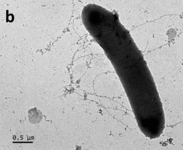 Кишечные бактерии конкретного вида прямо увеличили мышечную силу