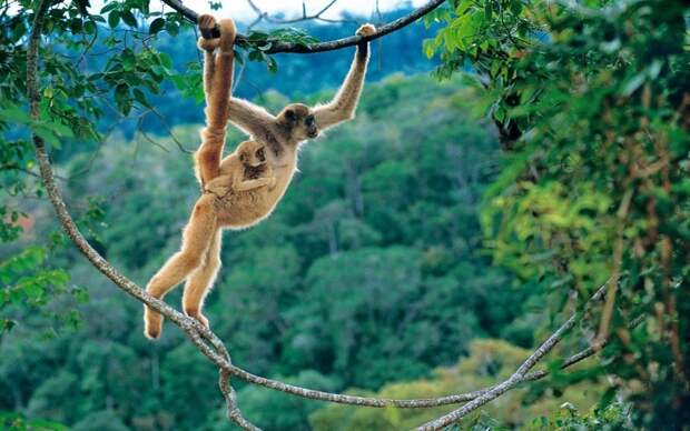 Животные на грани вымирания IUCN 3 Животные на грани вымирания