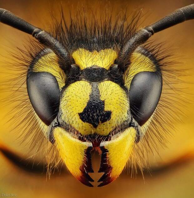Угрожающие всему сущему осы виды, красиво, лица, насекомые, природа, фото