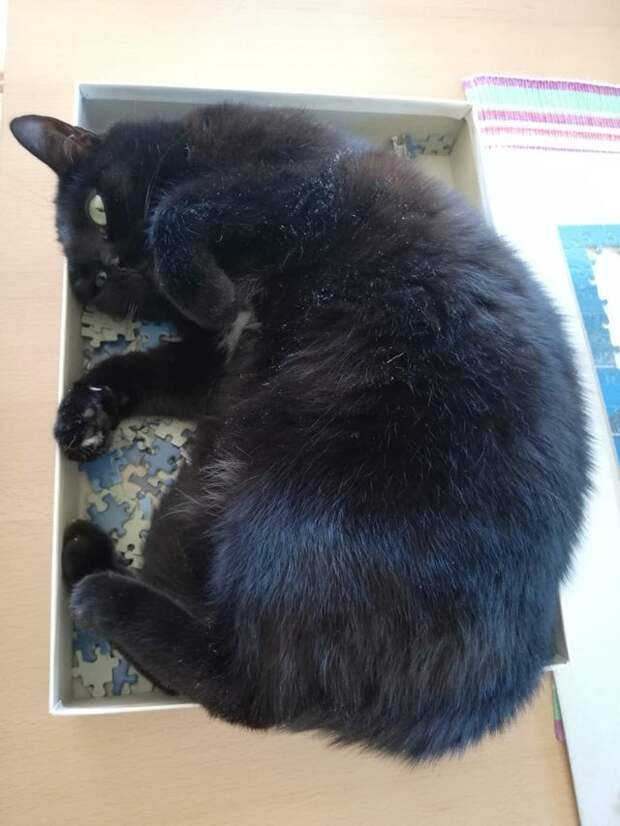 Котики, которые очень плохо себя вели