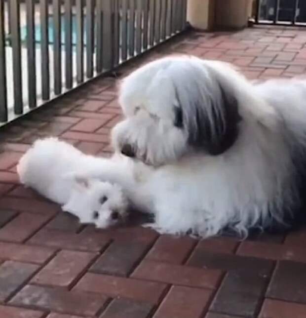 Собаки лежат 