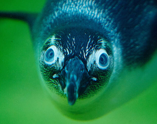 Пингвин под водой выглядит потешно