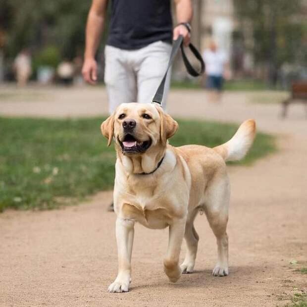 В России начнут чипировать домашних животных