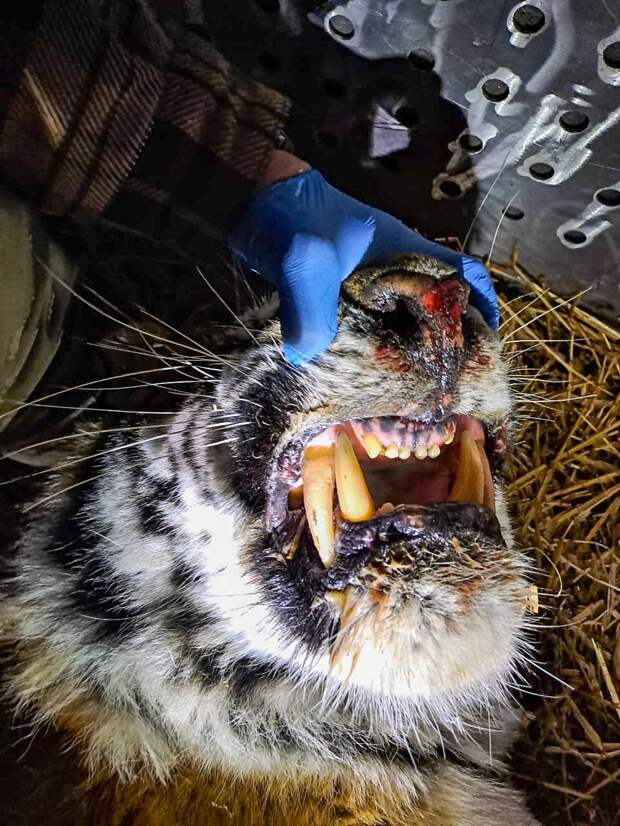 Тигра, таскающего собак со дворов, отловили в Хабаровском крае