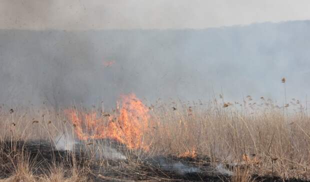 «Лес пострадал от сухих гроз»: в Приморье подвели итоги пожароопасного периода