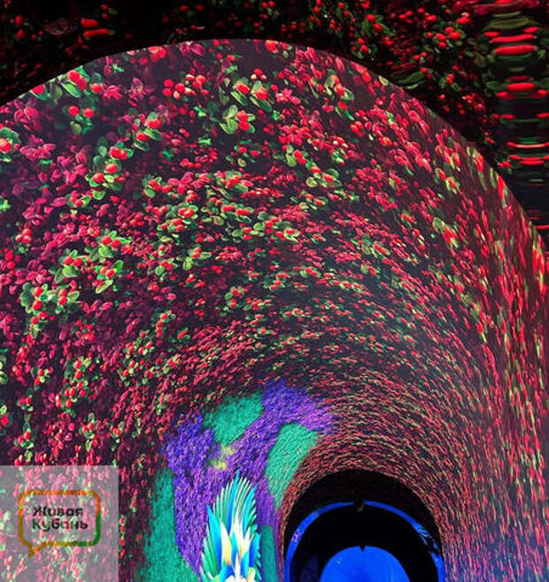 В парке Галицкого в Краснодаре прекратила свою работу «Кроличья нора»