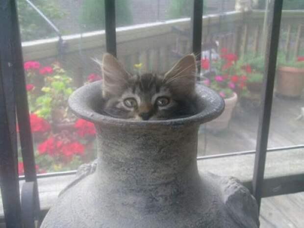 Коты в засаде