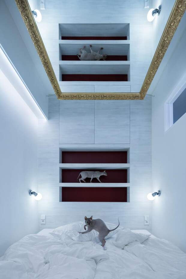 Cовременный дизайн небольшой квартиры  - коты в интерьере