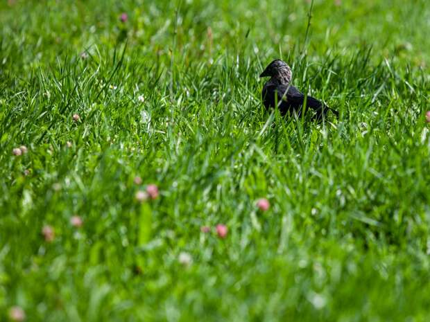 Тюменские волонтеры заняты спасением редкой птицы, самостоятельно пришедшей за помощью