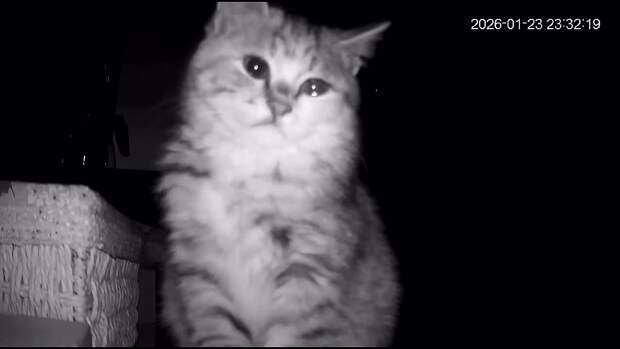 Девушка задержалась на работе до ночи и решила посмотреть по камере наблюдения, как там её котик — картина оказалась душераздирающая.