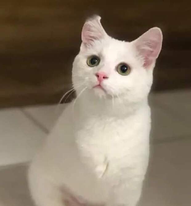 Кошка с тремя лапами Кошка сидит