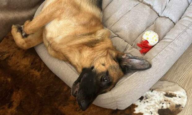 Просит почесать? 5 причин, почему собака на самом деле показывает вам живот