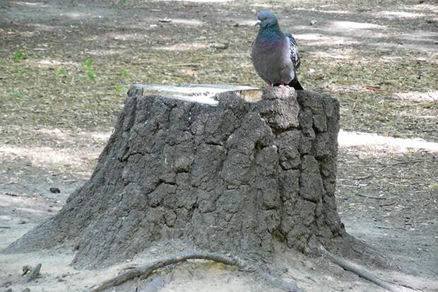 Минусовая температура ожидается в Новосибирске в Берещенье 11 апреля