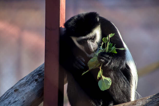 На Бали туристка отдала полмиллиона рублей за лечение от укуса обезьяны