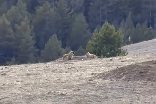 Проснувшиеся после зимы и загорающие сурки в Бурятии попали на видео