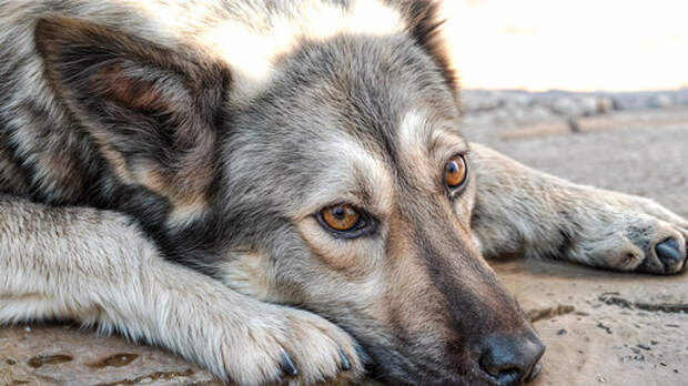 Просто друг