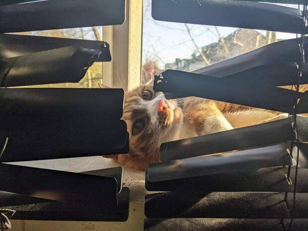 Котики, которые очень плохо себя вели
