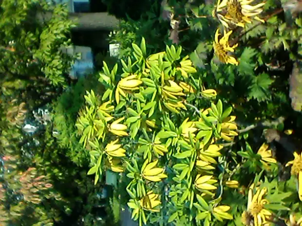 Снежинки сегодня парят...