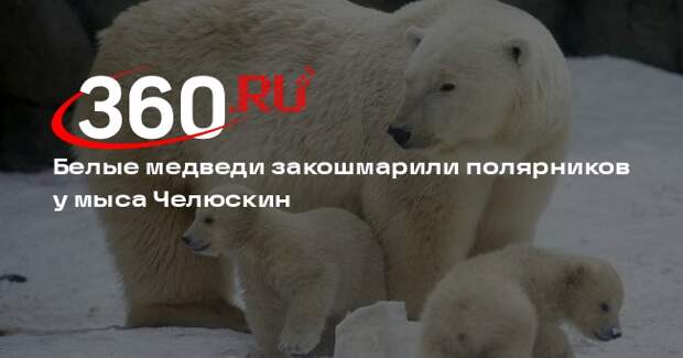 Baza: белые медведи стали атаковать станцию в районе мыса Челюскин