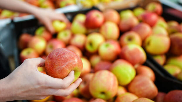 Участница московской ярмарки начала отправлять бойцам СВО фрукты из собственного сада