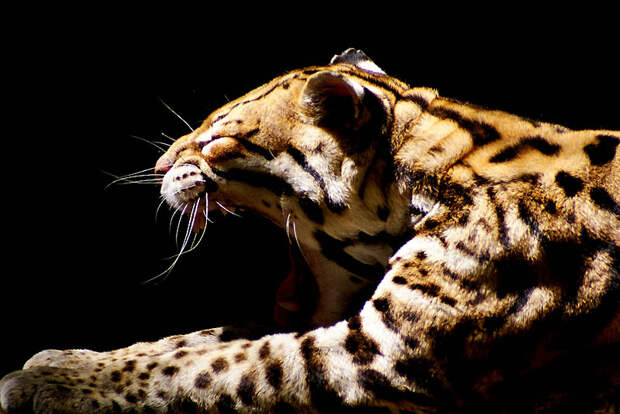 Фотография: Эти очаровательные оцелоты №31 - BigPicture.ru