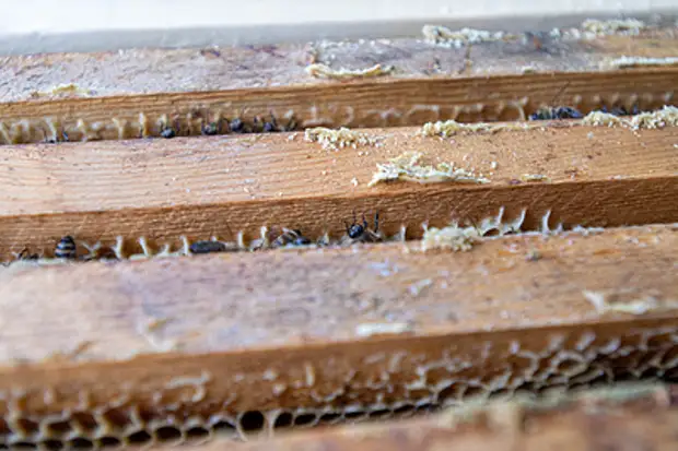 Учёные придумали коварную ловушку для борьбы с азиатскими шершнями