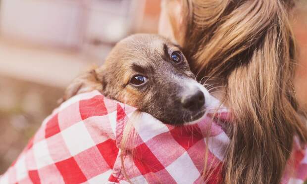 Ветврач Зайцев назвал породы собак, которые болеют чаще остальных