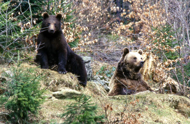 В Новосибирске из зимней спячки вышел медведь-людоед