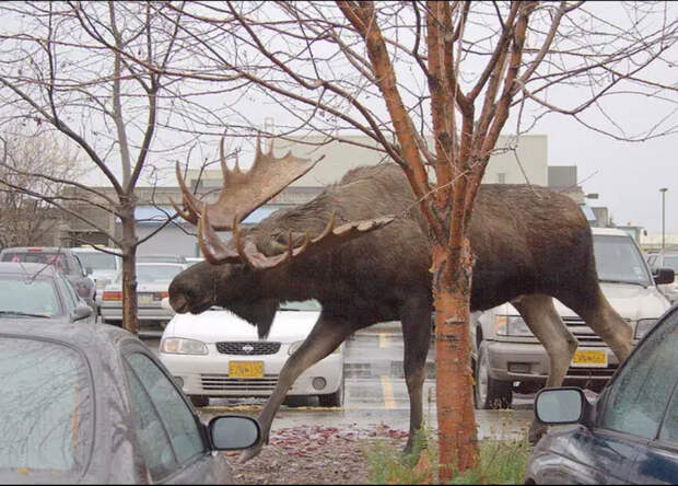 Большие животные рядом c людьми