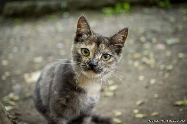 вы кто такие. я вас не звал идите на. аы кто такте я вас не заал идите. кто вы фото. я вас не звал.