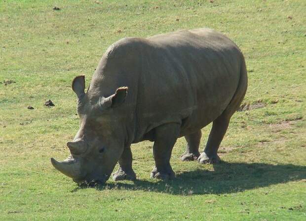 История последнего в мире самца белого носорога Судана