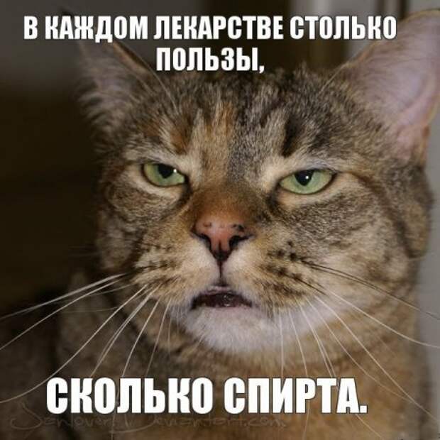Интересные фразы с картинками о жизни и с юмором.