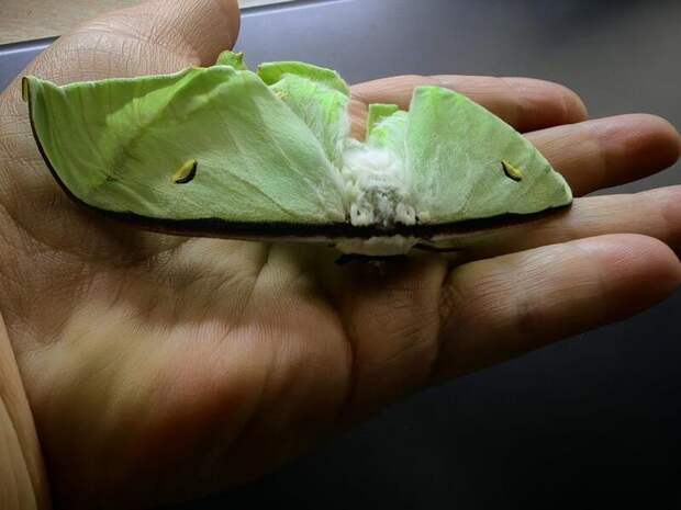 Редкая бабочка вылупилась в доме учительницы биологии из Новой Куки