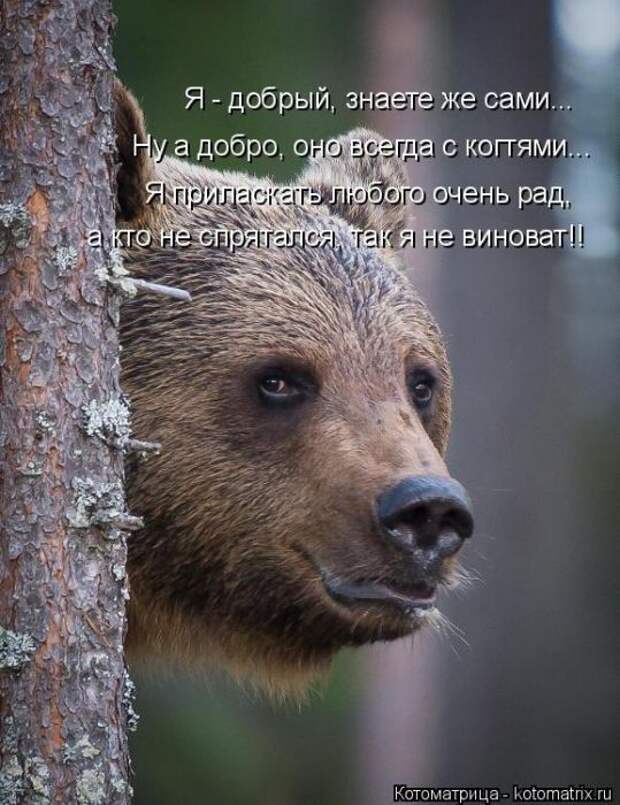 Лучшие котоматрицы недели (50 фото)