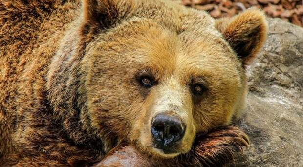 Как медведь стал символом России и героем мемов за границей