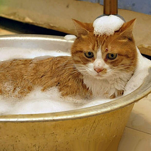 Как купать котенка без мучений?