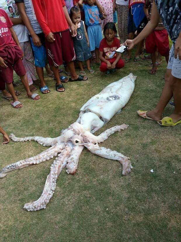 На Филиппинах поймали кальмара невиданных размеров: видео Морское чудовище, гигант, кальмар, новости, рыбалка, улов, филиппины