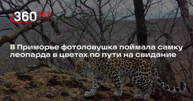 В Приморье фотоловушка поймала самку леопарда в цветах по пути на свидание