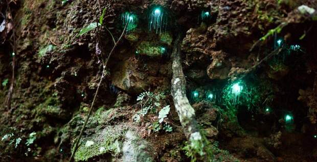 Магия живого света Магия живого света биолюминесценция, животные, насекомые, свет, свечение