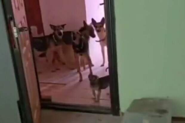 Сибиряк приютил у себя в квартире 30 собак, которых выпускает гулять в подъезд