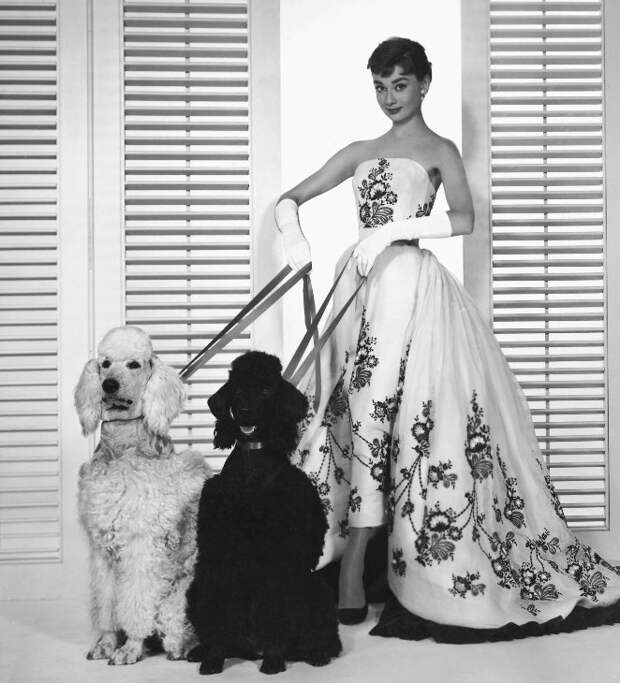 Одри Хепберн и животные: собаки/ Audrey Hepburn and animals: dogs. Photo 