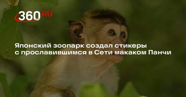 Японский зоопарк создал стикеры с прославившимся в Сети макаком Панчи