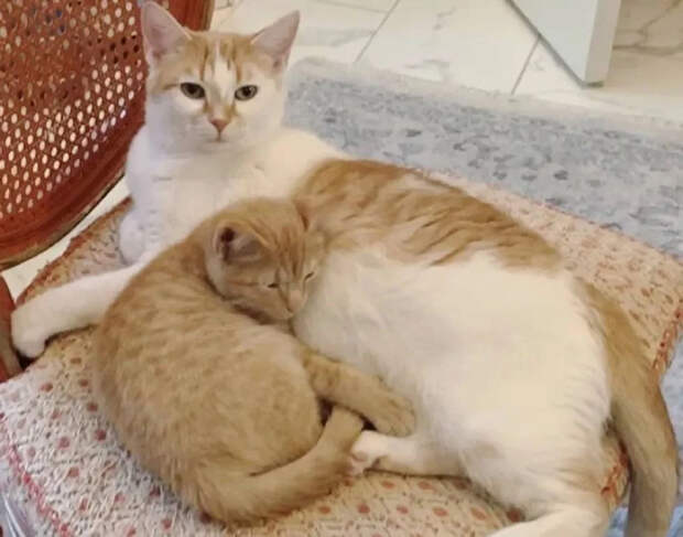 Без кота и жизнь не та