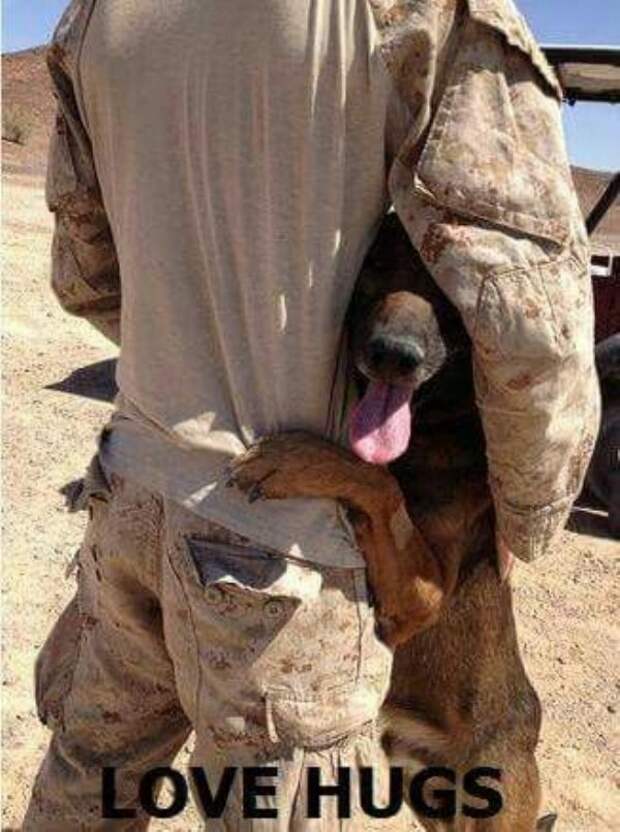service dog memes always bring out the smiles 18 Service dog memes always bring out the smiles (40 Photos)