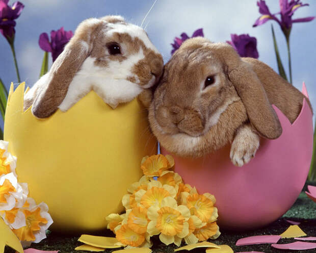 http://www.wallpapers22.com/images/easter-bunny-pictures-wallpapers-1280.jpg