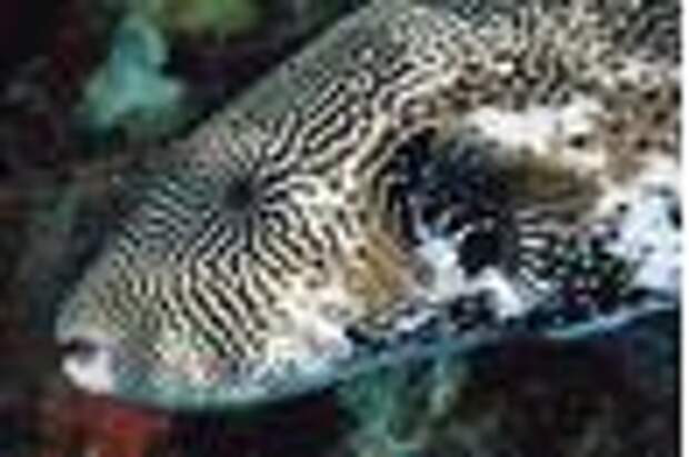 Pufferfish have beaks for crushing invertebrates.