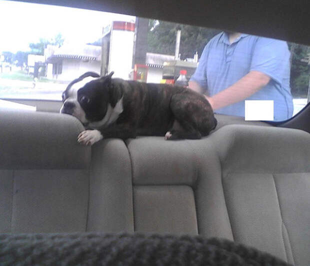 Pets Really Don’t Enjoy Visits to the Vet