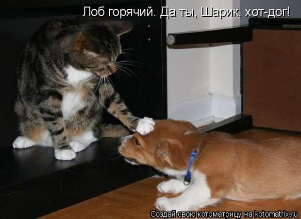 Котоматрица: Лоб горячий. Да ты, Шарик, хот-дог!