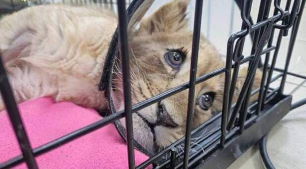 В Москве у одного блогера изъяли искалеченную маленькую львицу